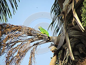 Loro cotorras birds venezuela tropic