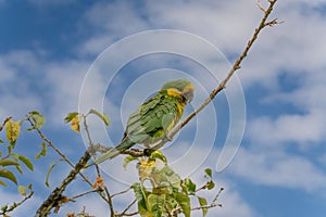 Loro Orejiamarillo Yellow-eared Parrot photo