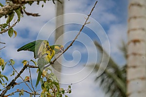 Loro Orejiamarillo Yellow-eared Parrot Ognorhynchus icterotis photo