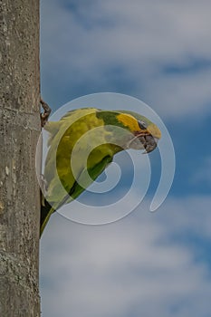 Loro Orejiamarillo Yellow-eared Parrot Ognorhynchus icterotis photo