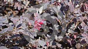 Loropetalum chinense also known as Chinese fringe flower