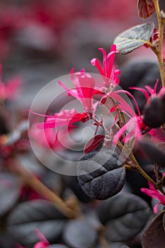 Loropetalum chinense Black Pearl