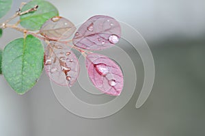 Loropetalum chinense, Chinese Fringe Flower or Chinese Witch Hazel or Loropetalum or rubrum Yieh or   Hamamelidaceae and dew