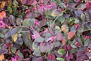 Loropetalum chinense rubrum `Chinese Pink`, Pink Chinese Fringe Flower
