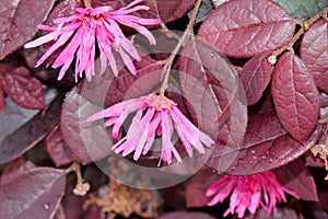 Loropetalum chinense rubrum `Chinese Pink`, Pink Chinese Fringe Flower