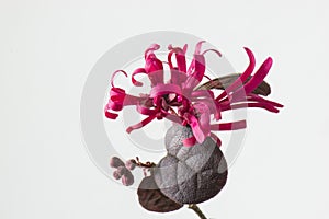 Loropetalum chinense var.rubrum photo