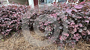 Loropetalum shrub close up showing vivid shades of pinks and purples.