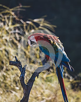 Loros posando en espectaculo de aves photo