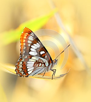 Lorquin Admiral Butterfly