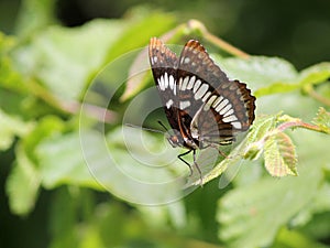 Lorquin's Admiral on a Leaf
