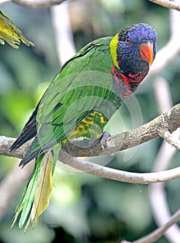 Lory 3