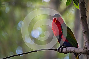 Lory bird perched on a branch.