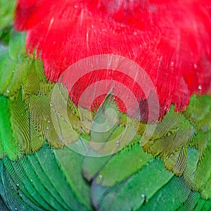 Lory Keet feather
