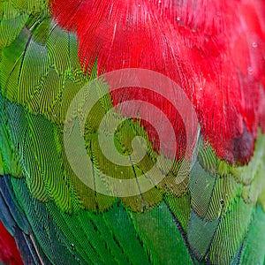 Lory Keet feather
