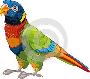 Lory Parrot