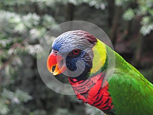 A Lory perched on a branch