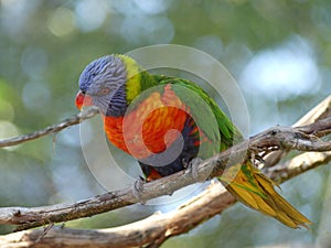 Lory perched on his branch