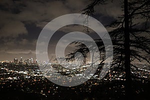 Los Angeles skyline - Night Time Panorama with view of tree branches