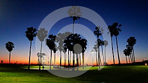 Los Angeles Venice Beach palm trees californian orange purple sunset panorama