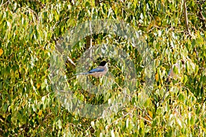 Iberian magpie in Spanish Natural Park Los Barruecos Natural Park photo