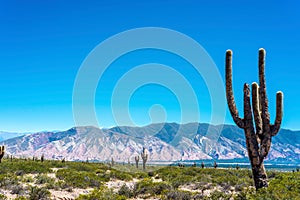 Los Cardones National Park in Salta, Argentina