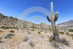 Los Cardones National Park in Salta, Argentina.