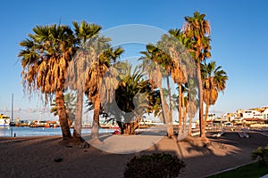 Los Cristianos - Palm trees during sunset on the promenade Avenida Juan Alfonso Batista next to beach Playa de los Cristianos photo