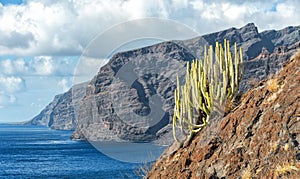 Los Gigantes - view with cactus plant