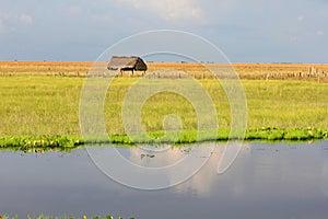 Los Llanos, Venezuela