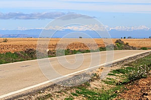 Road through Los Monegros region, Spain photo