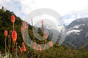 Mountain flowers in Los Nevados National Natural Park. Quindio department. Colombia photo