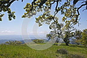 Los Padres National Forest Figueroa Mountain photo