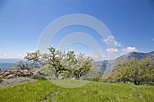 Los Padres National Forest Figueroa Mountain photo