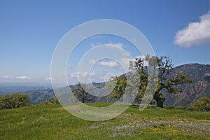 Los Padres National Forest Figueroa Mountain photo