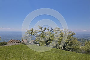 Los Padres National Forest Figueroa Mountain photo