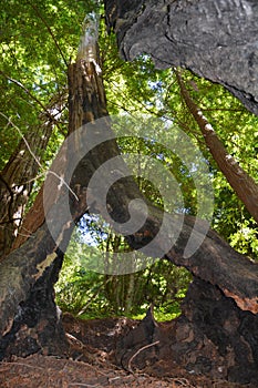 Los padres national forest redwood grove big sur california