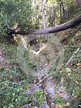 Los padres national forest redwood grove big sur california - fallen tree makes bridge across canyon