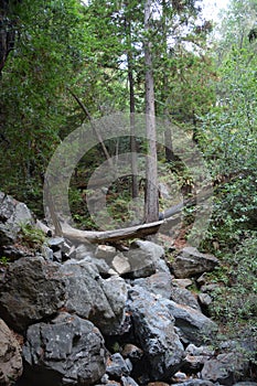 Los padres national forest redwood grove big sur california - fallen tree makes bridge across canyon