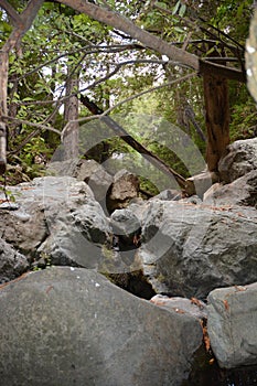 Los padres national forest redwood grove big sur california - fallen tree makes bridge across canyon