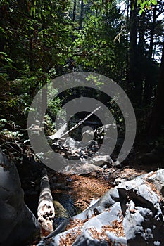 Los padres national forest redwood grove big sur california - fallen tree makes bridge across creek