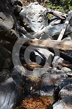 Los padres national forest redwood grove big sur california - fallen tree makes bridge across creek