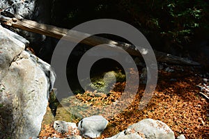 Los padres national forest redwood grove big sur california - fallen tree makes bridge across creek