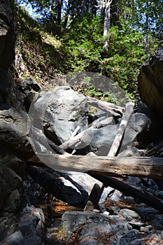 Los padres national forest redwood grove big sur california - fallen tree makes bridge across creek