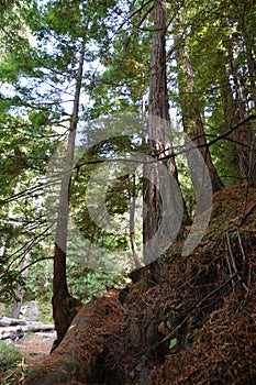 Los padres national forest redwood grove big sur california tree with roots