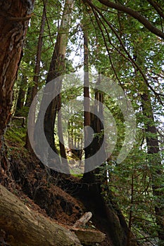 Los padres national forest redwood grove big sur california tree with roots