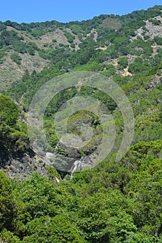 Los padres national forest redwood grove big sur california photo