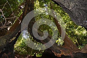 Los padres national forest redwood grove big sur california photo