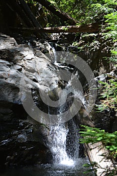 Los padres national forest redwood grove big sur california photo