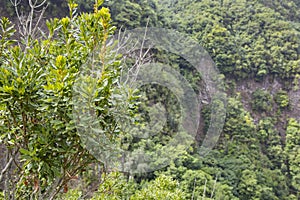 Los Tilos Rain Forest View, La Palma photo