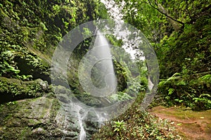 Los Tilos waterfall and Laurisilva forest in La Palma, Canary Islands, Spain photo